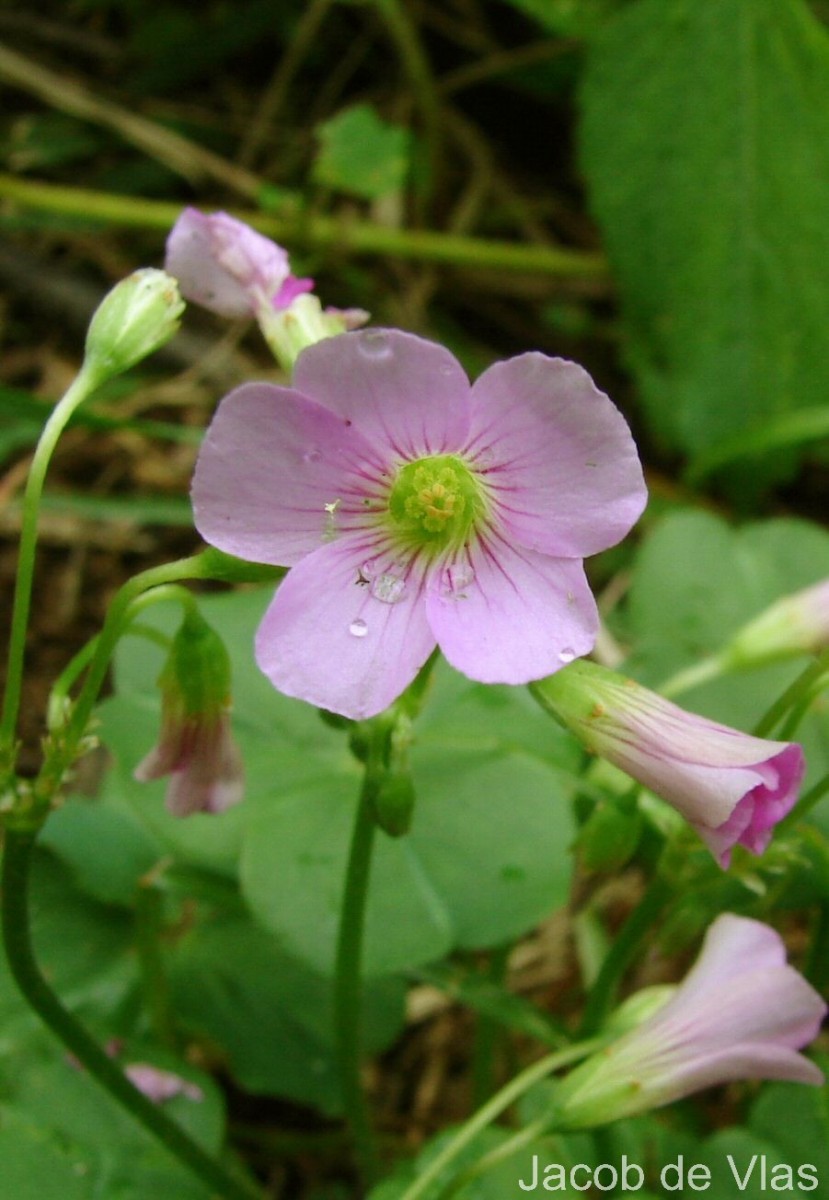 Oxalis debilis Kunth